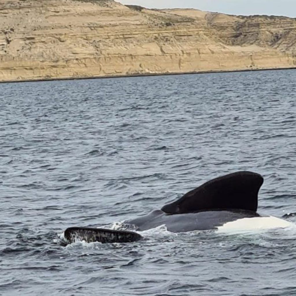 Whale Watching Argentinien