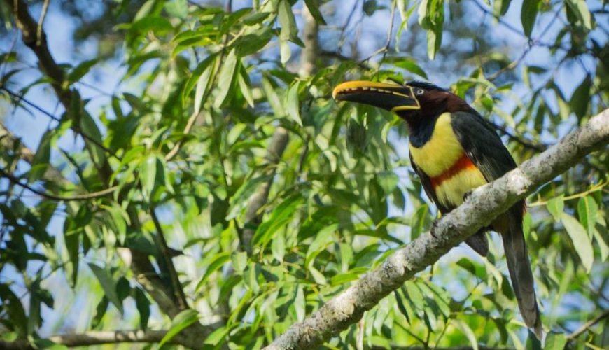 Voyage à Puerto Iguazu