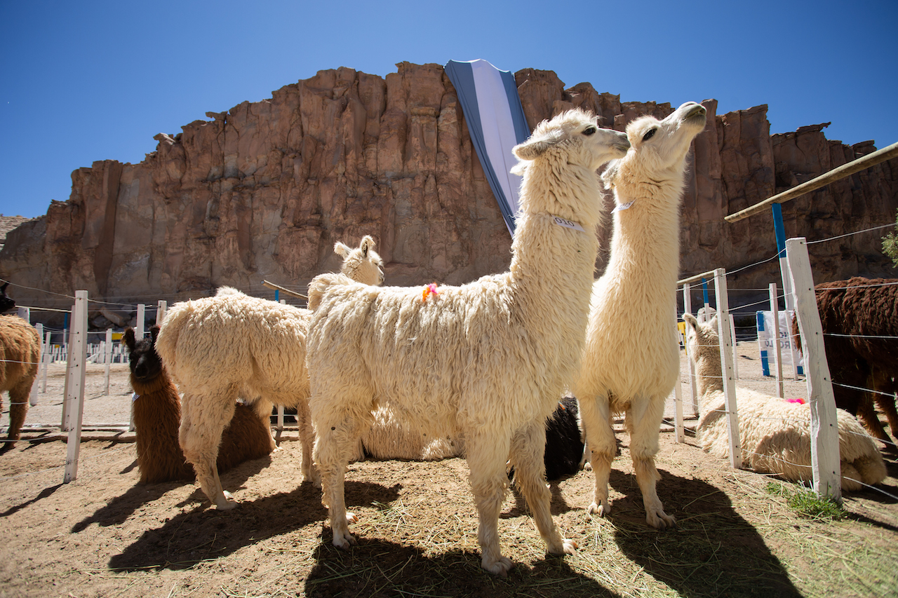 Salta tours. Llamas at the Puna in the Argentine Andes