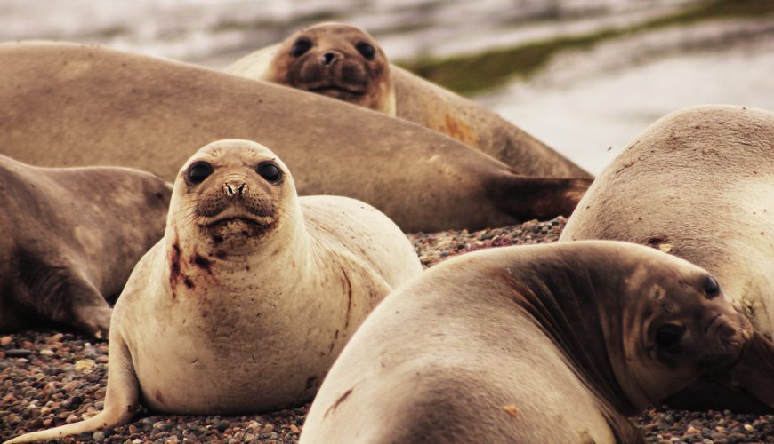 Voyages et circuits à Puerto Madryn