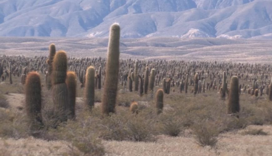 Parc national des Cardons. Voyage en Cachi à Salta