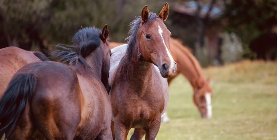 Reiten in Patagonien Touren