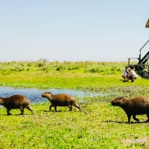 visites des zones humides d'ibera