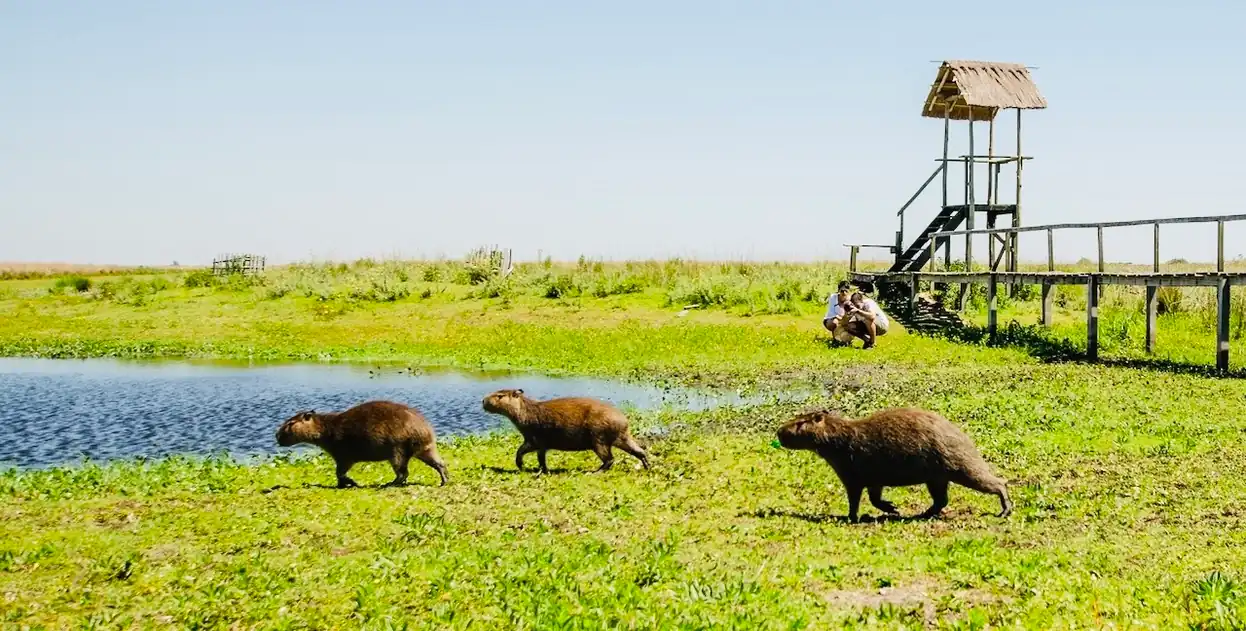 visites des zones humides d'ibera