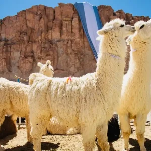 Excursions à Salta. Lamas à la Puna.