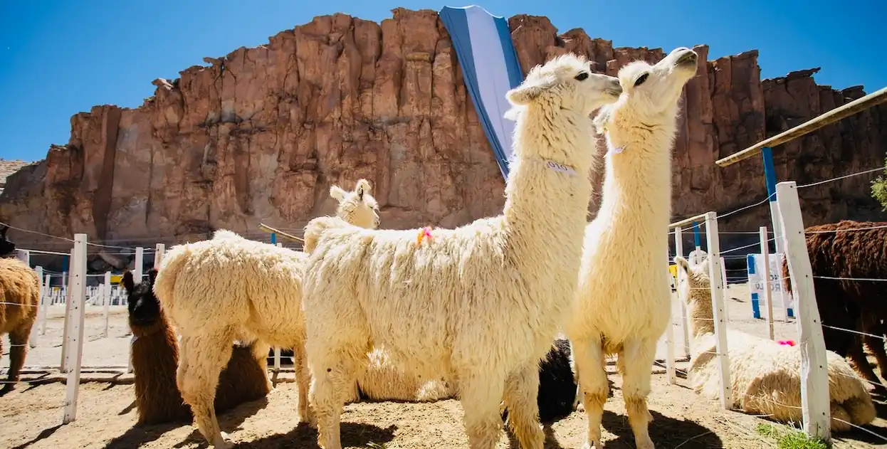 Salta tours. Llamas at the Puna.