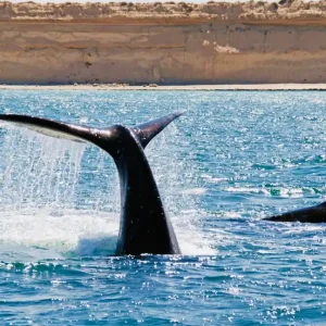 Tours à Puerto Madryn