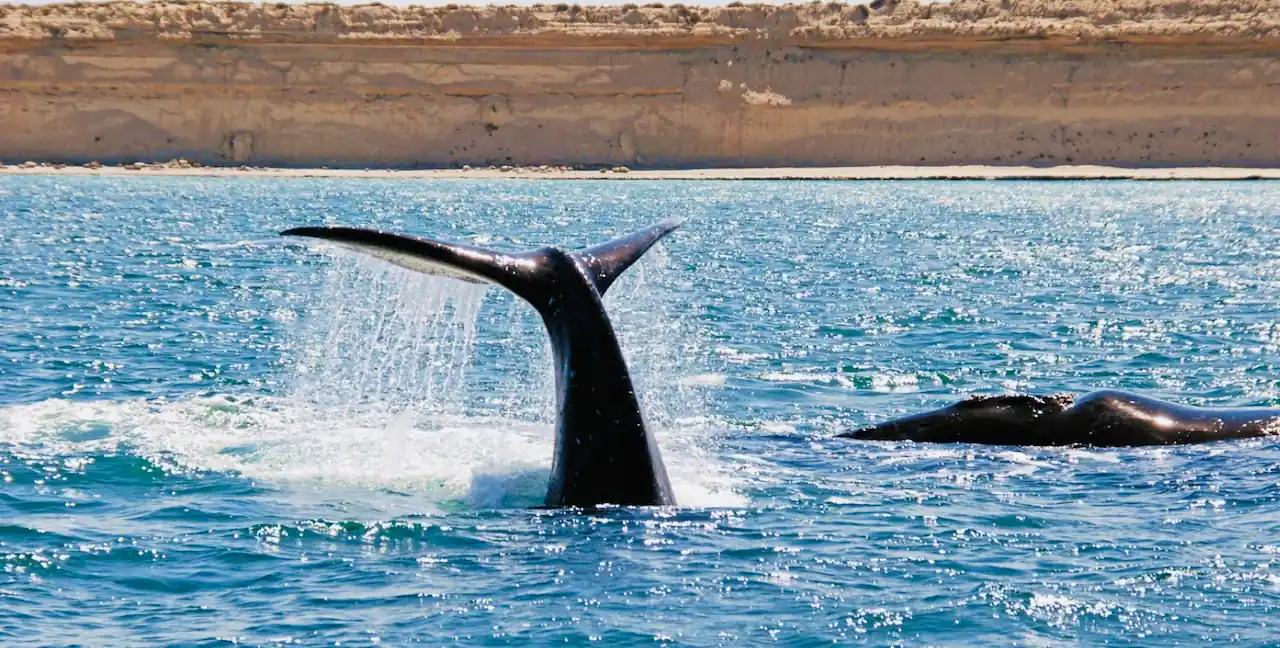 Tour di Puerto Madryn