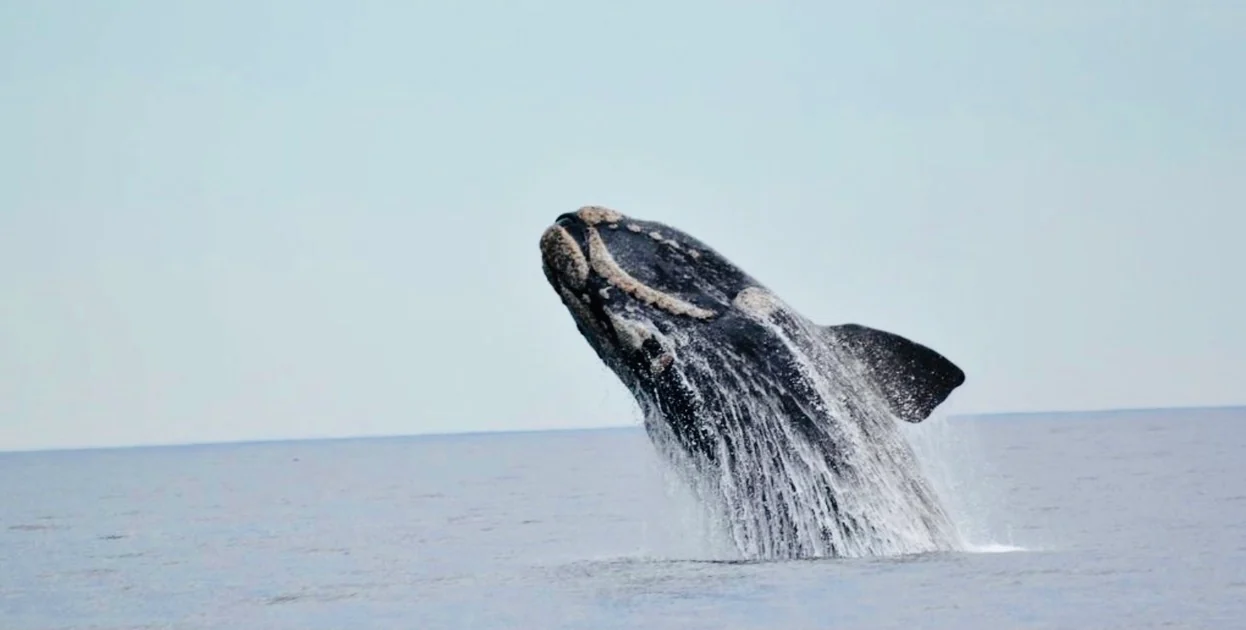 whale watching patagonia