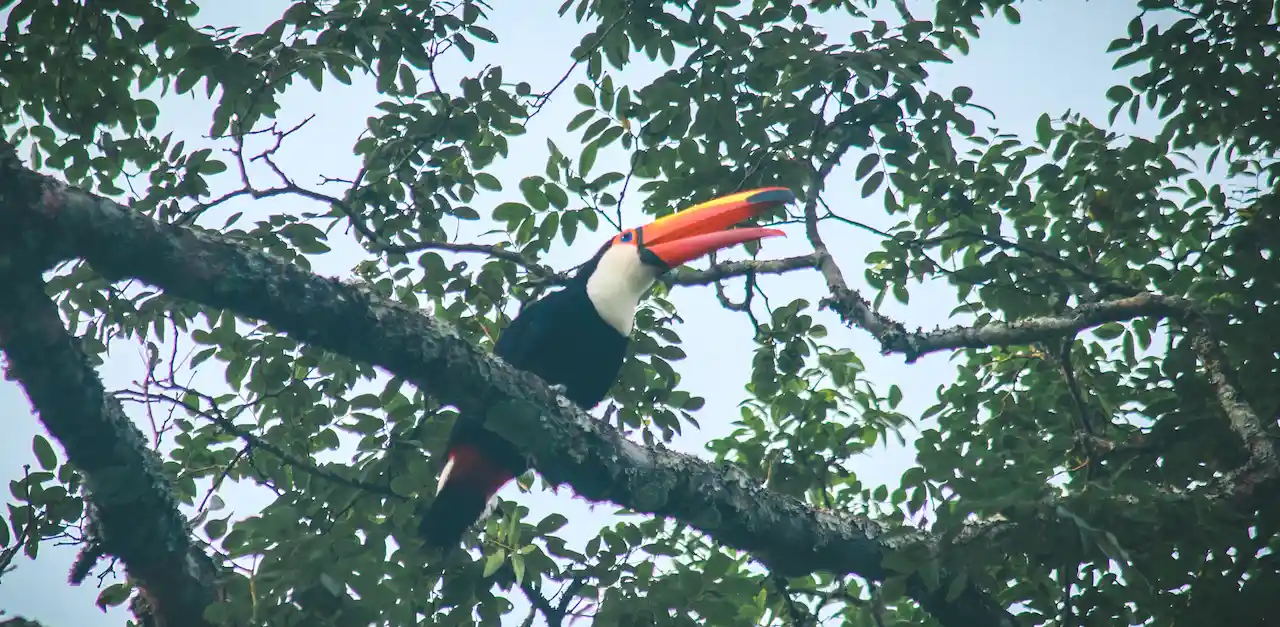 3 Tagesausflüge zu den Iguazu-Fällen von Buenos Aires aus