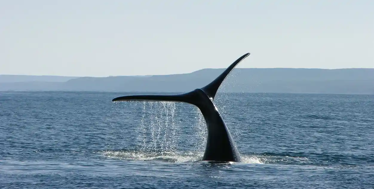 Patagonia Whale Watching