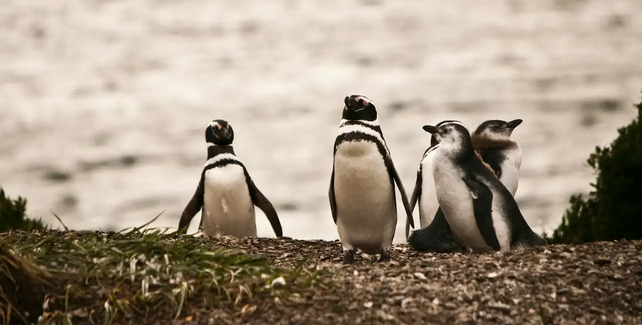 Viajes con Visitas a Pingüineras en Ushuaia