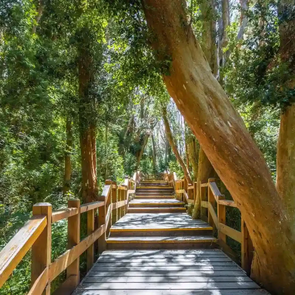 Arrayanes Forest, Bariloche, Argentina.