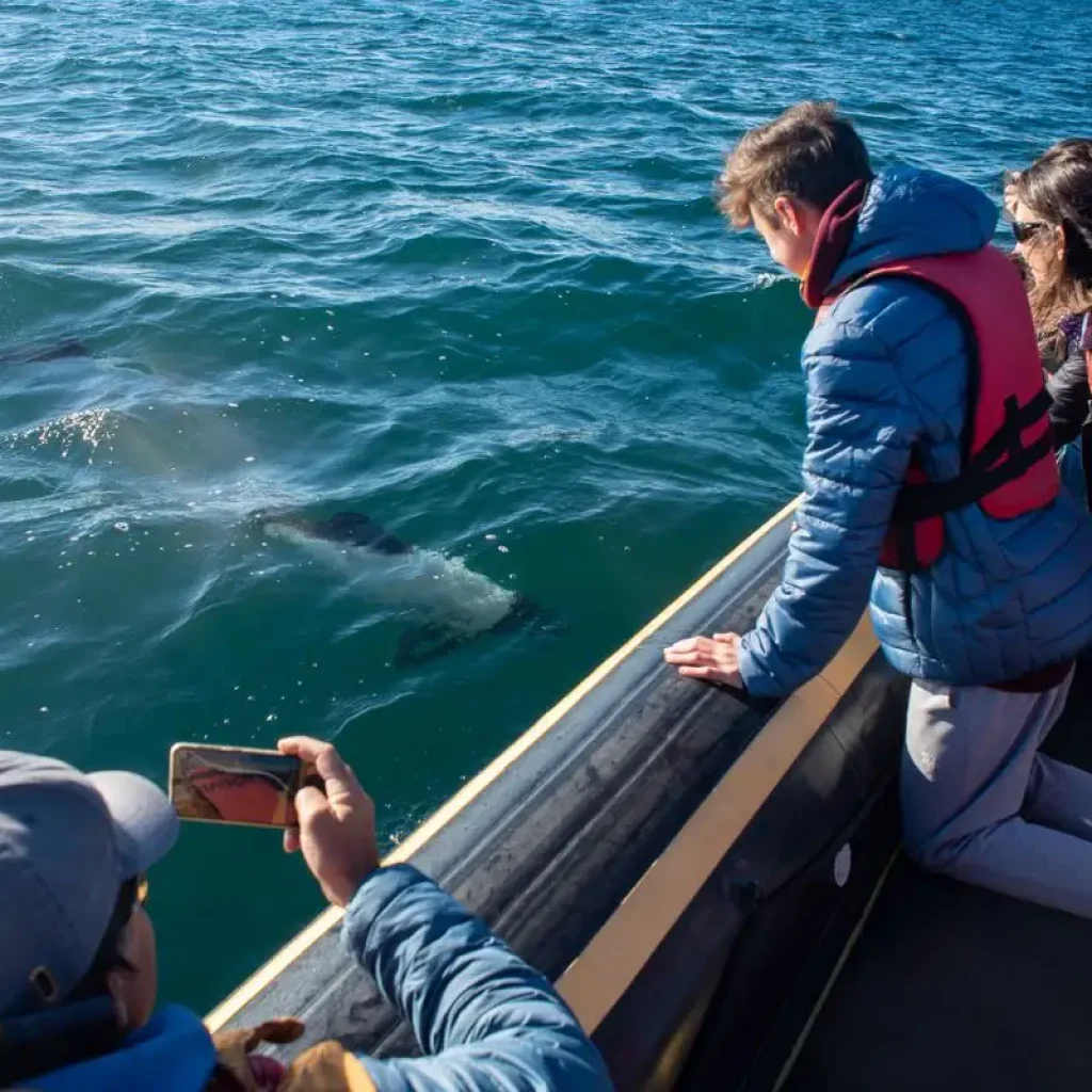 Observation des baleines à Puerto Deseado, Santa Cruz.