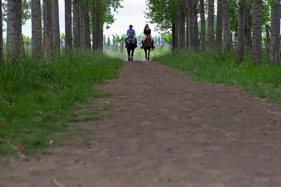 <span>Jour 7<p>Mendoza : Randonnée à cheval ou à pied avec déjeuner en plein air et toast (journée complète)</p></span>