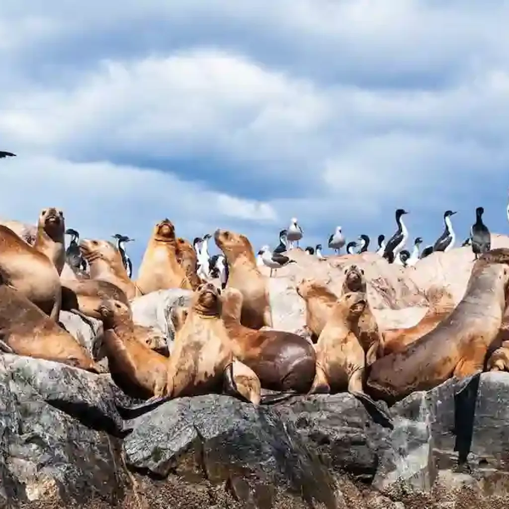 Leoni marini di Bahia Bustamante