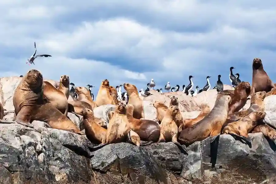 Seelöwen der Bahia Bustamante