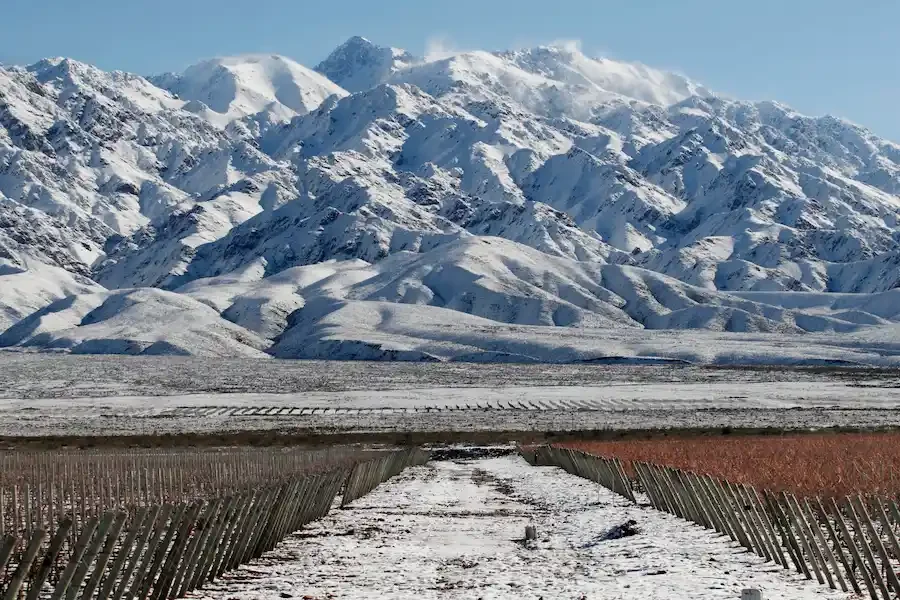 Mendoza-Weinberge