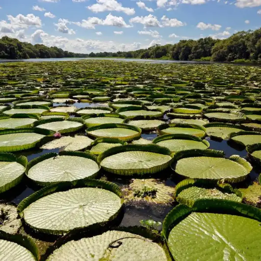 Iberá wetlands