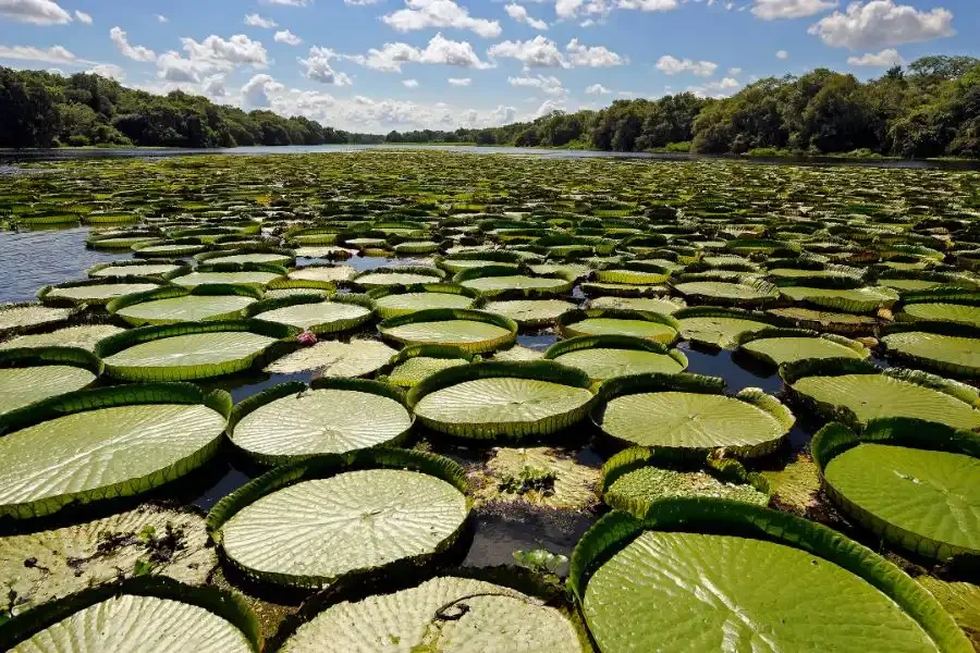 Iberá wetlands