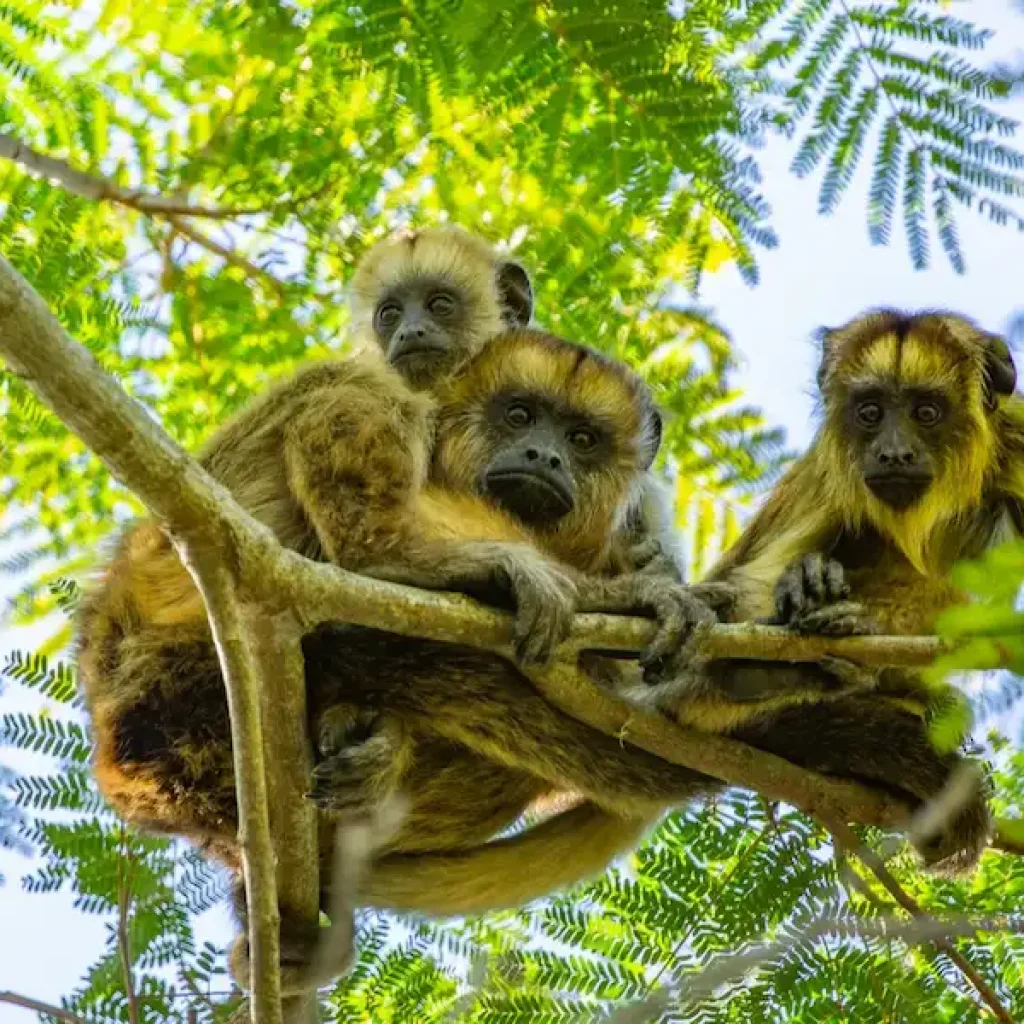 Native fauna, Iberá