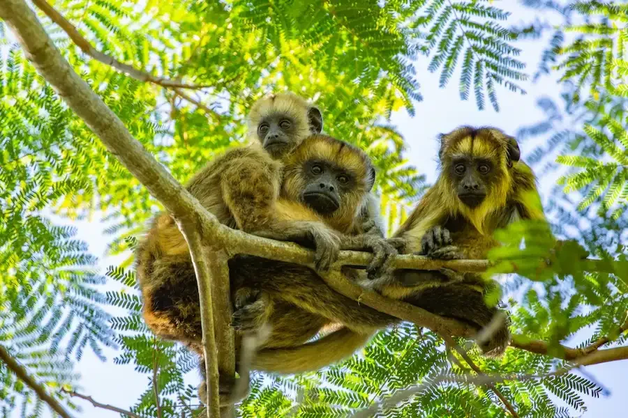 Fauna autóctona, Iberá