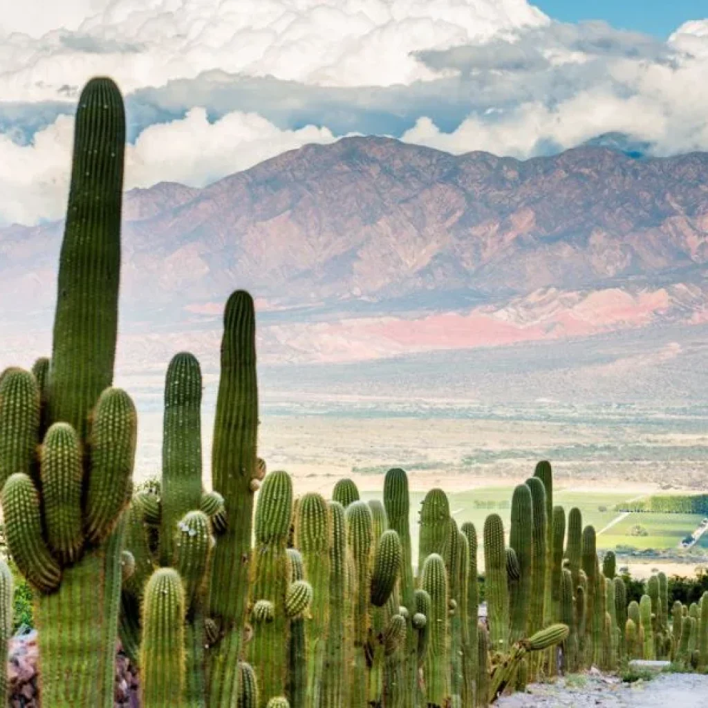 Beautiful views of wildlife and mountains