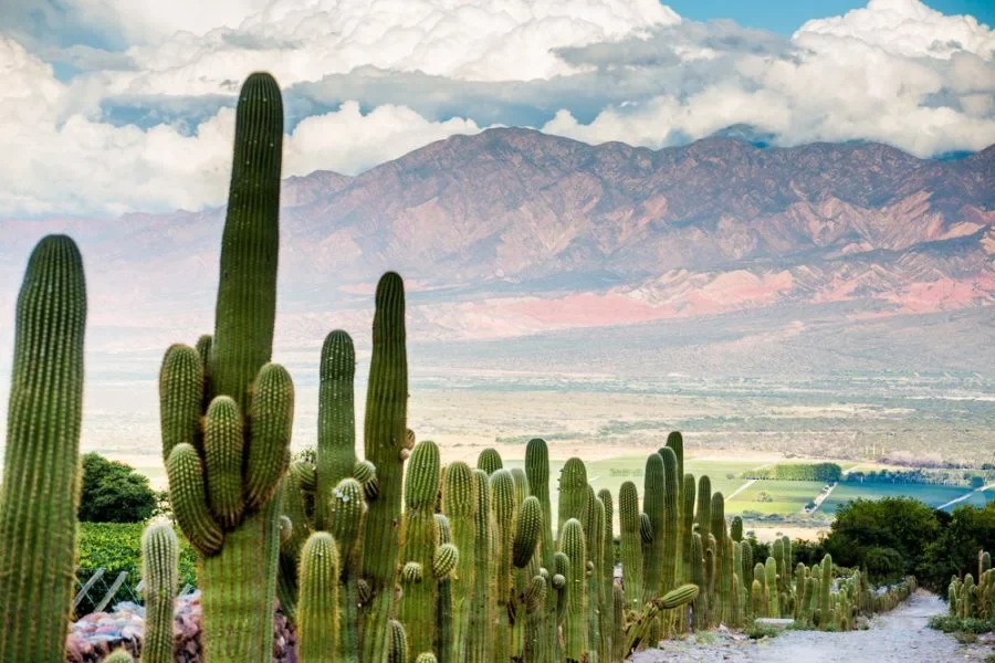 Beautiful views of wildlife and mountains