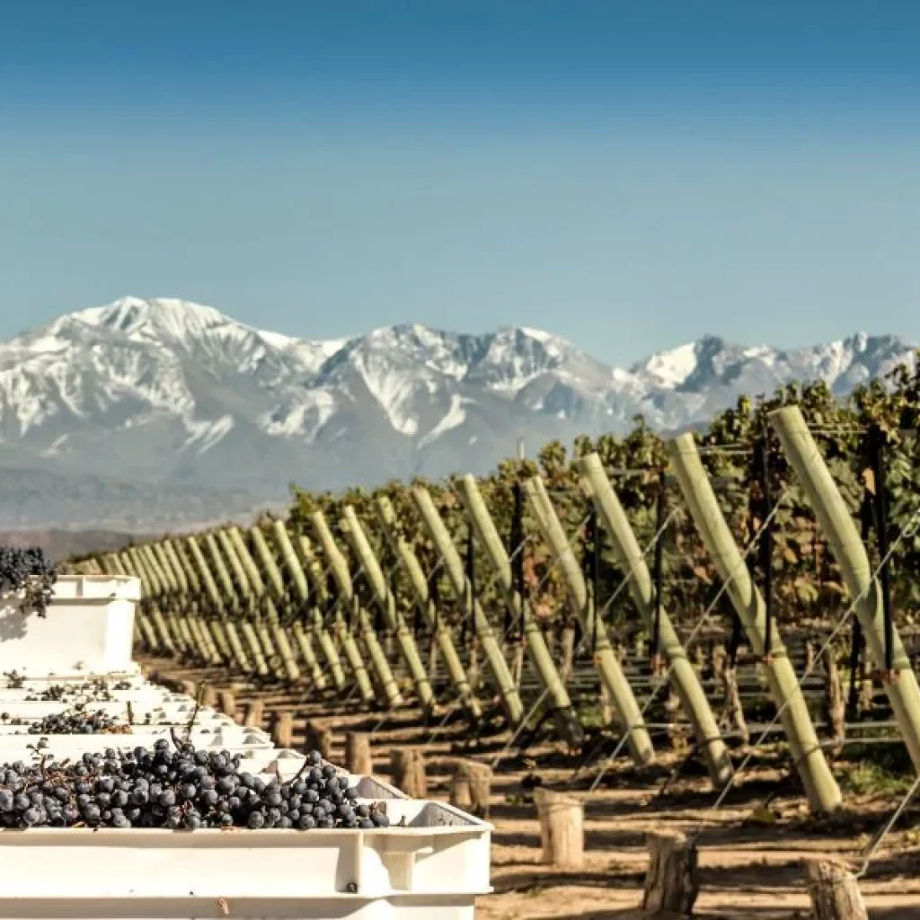 Vino e montagna, un'esperienza unica