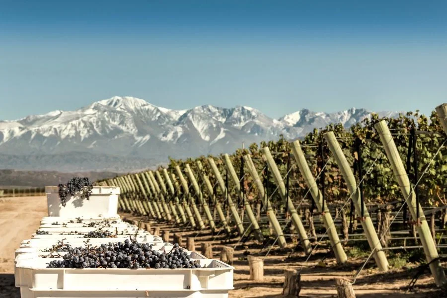 Wine and mountains, a unique experience