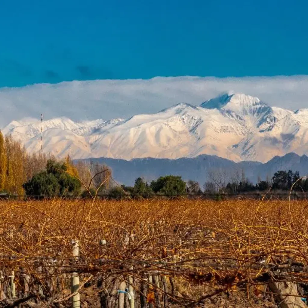 Vin et montagne, une expérience unique