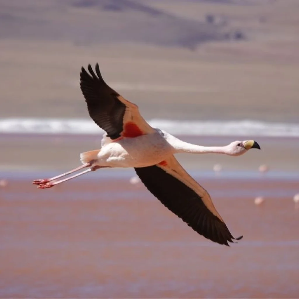 A beautiful experience in Uyuni Bolivia