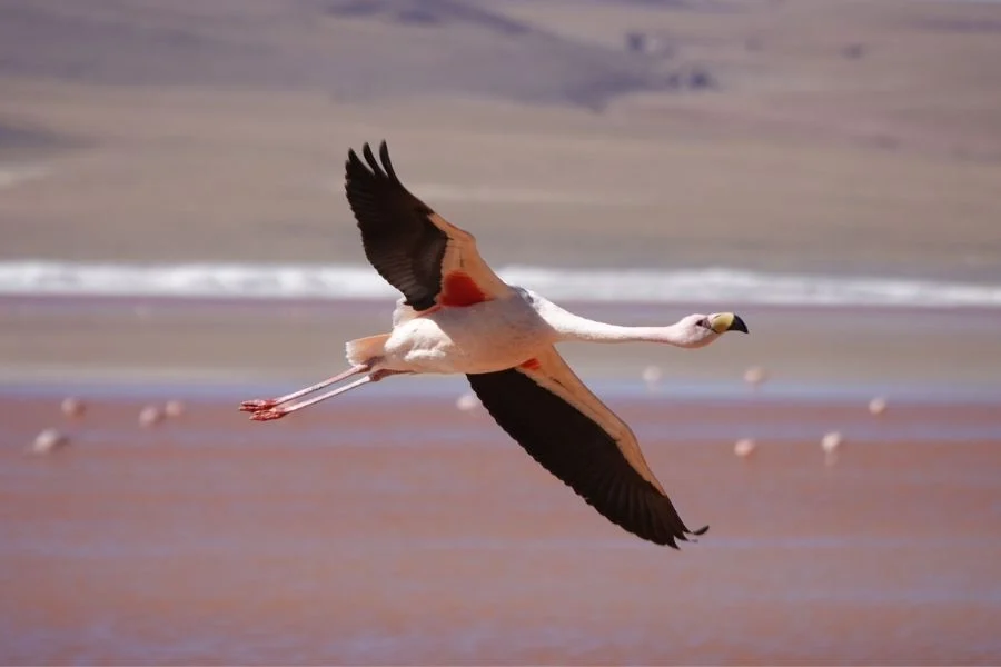 A beautiful experience in Uyuni Bolivia