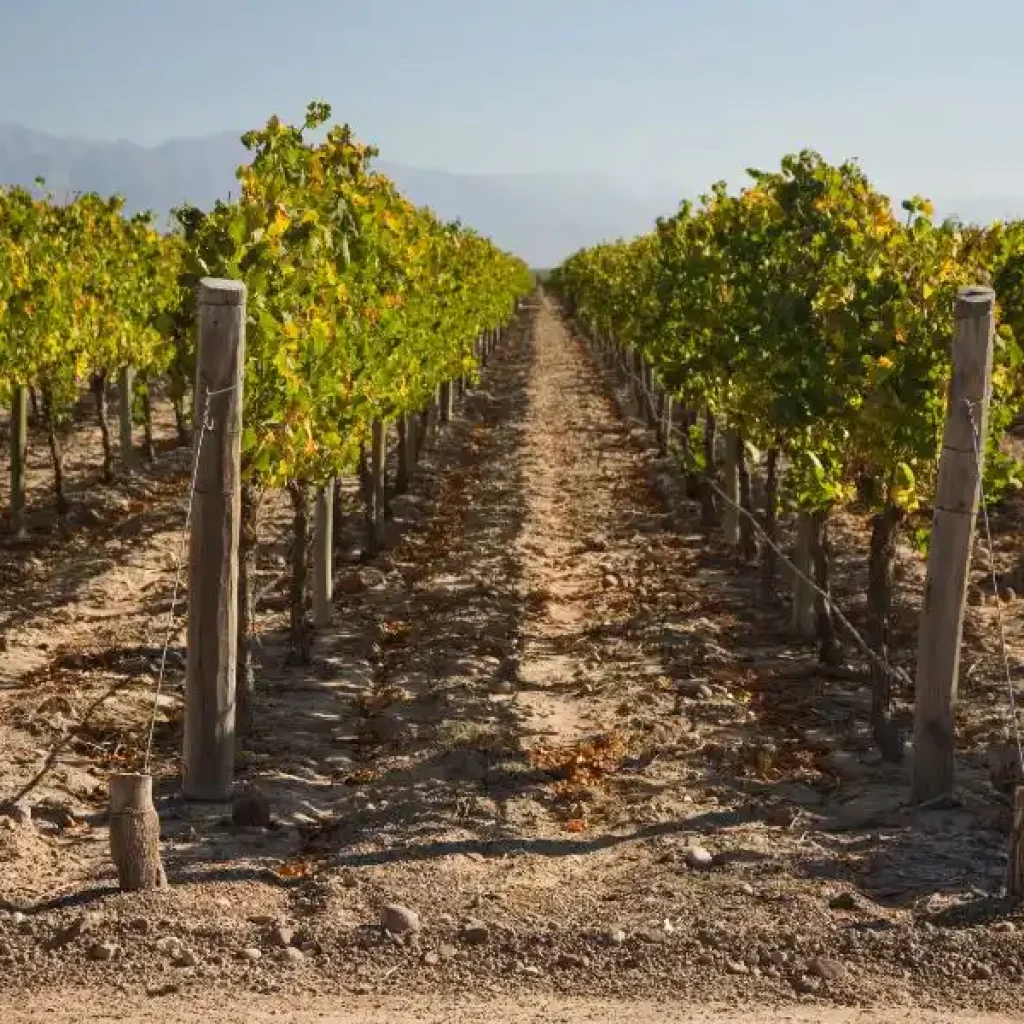 Un'esperienza unica nella capitale del vino e nelle sue cantine.