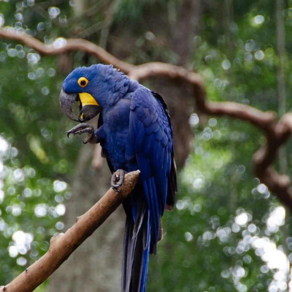 Iguazu Falls Tours The incredible Fauna and Flora of Puerto Iguazú
