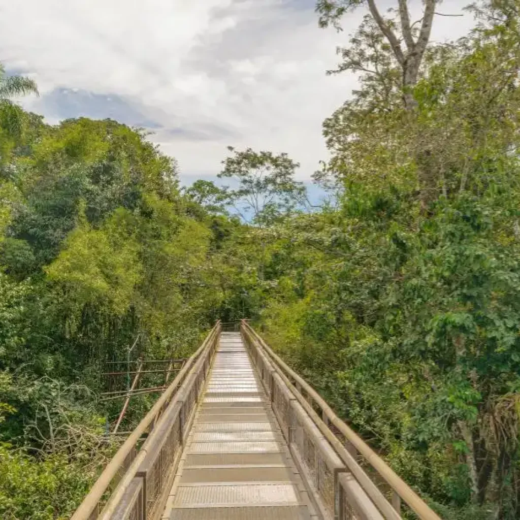 An incredible forest trail full of fauna and flora.