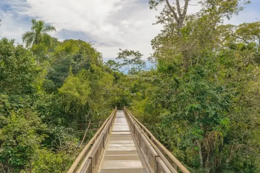 An incredible forest trail full of fauna and flora.