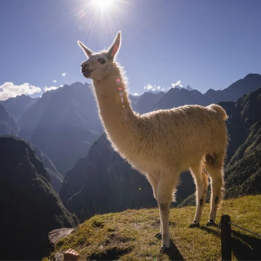 Peru, ein wunderschönes Land voller Kultur und Geschichte.