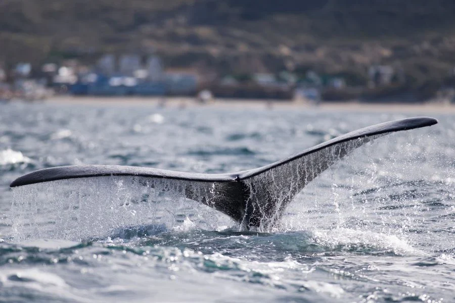 Disfrute de las increíbles ballenas