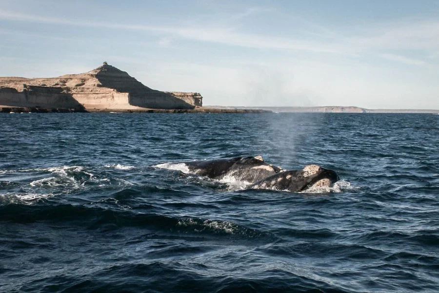 Admirer les incroyables baleines