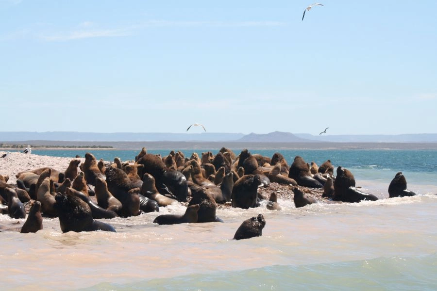 <span>Quatrième jour<p>Puerto Madryn : Península de Valdez (journée complète)</p></span>