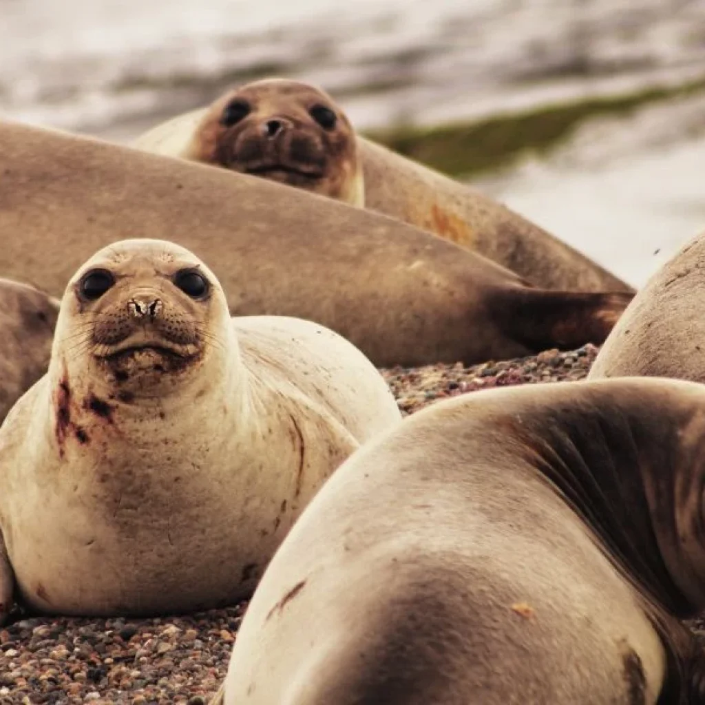 A unique experience with sea elephants