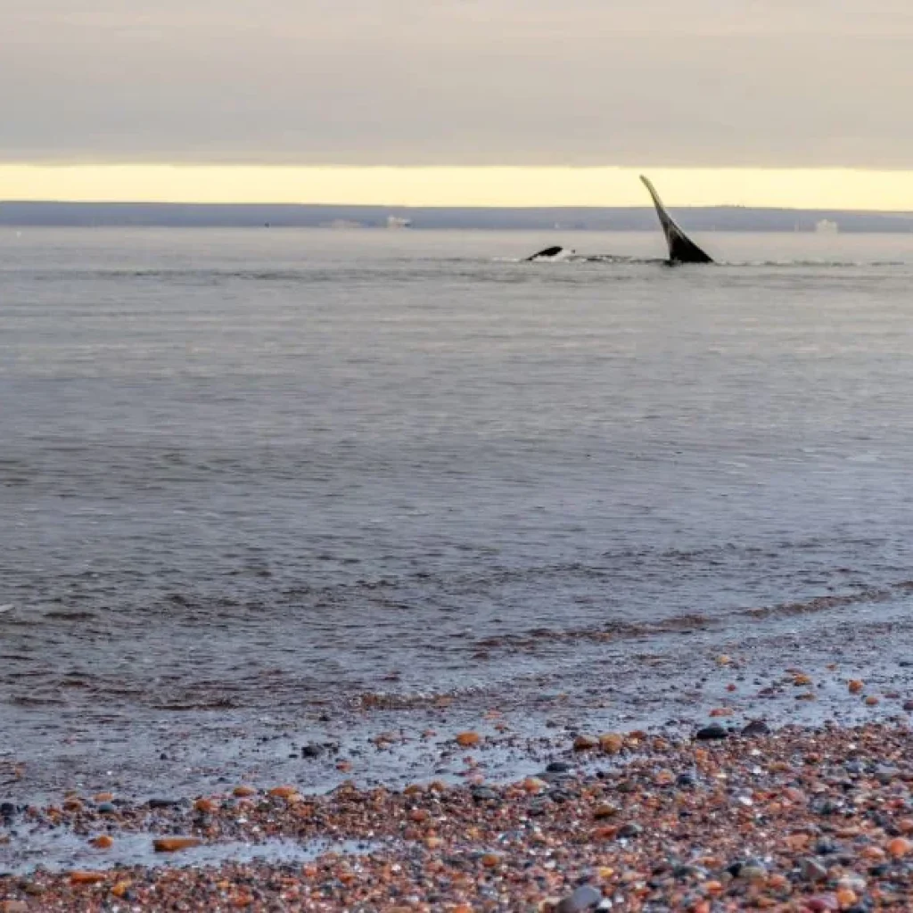 Admirer les incroyables baleines