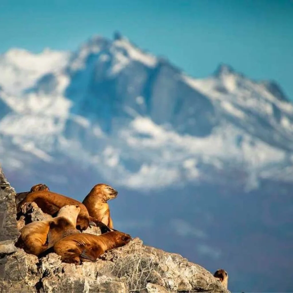 Sea lions in Ushuaia, an unforgettable experience