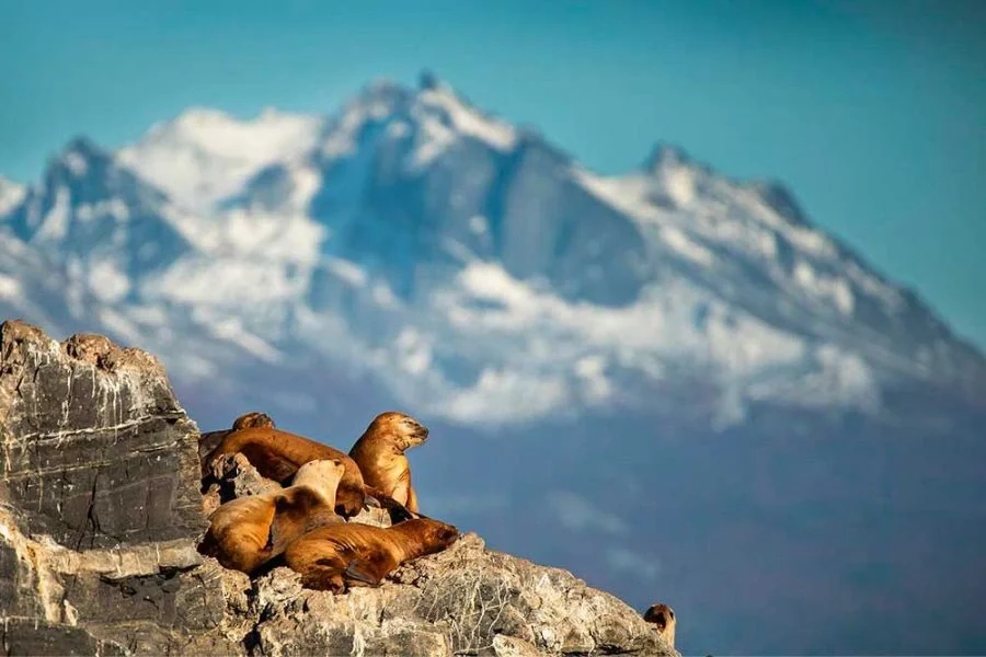 Sea lions in Ushuaia, an unforgettable experience