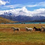 Wild beauty at the foot of the Andes