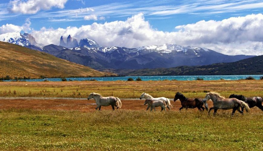 Wild beauty at the foot of the Andes