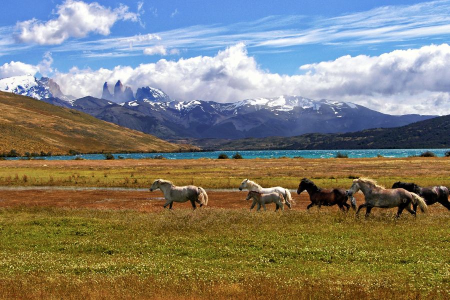 Wild beauty at the foot of the Andes