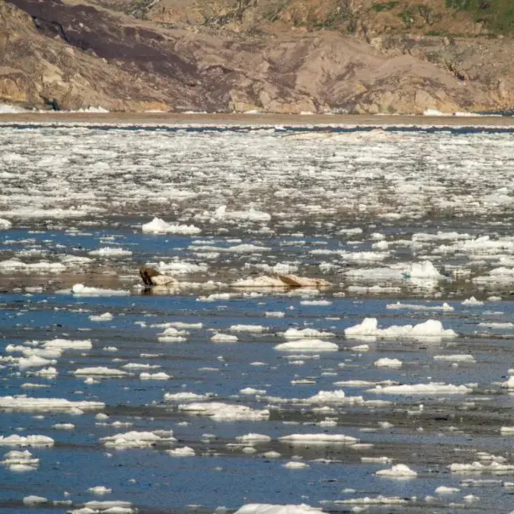 Majestic landscapes of Amalia Glacier and its stunning surroundings.