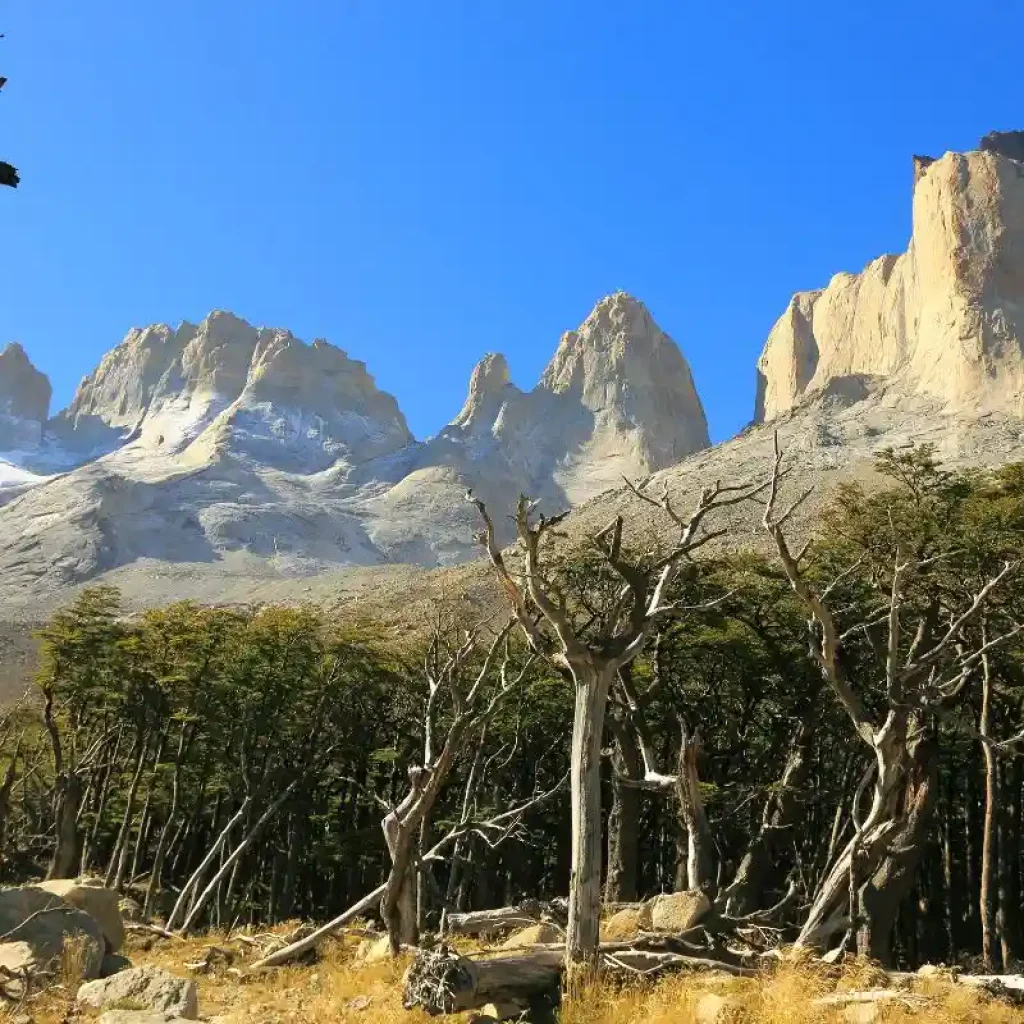 Los emblemáticos picos de la Patagonia se elevan sobre bosques de lengas azotados por el viento.